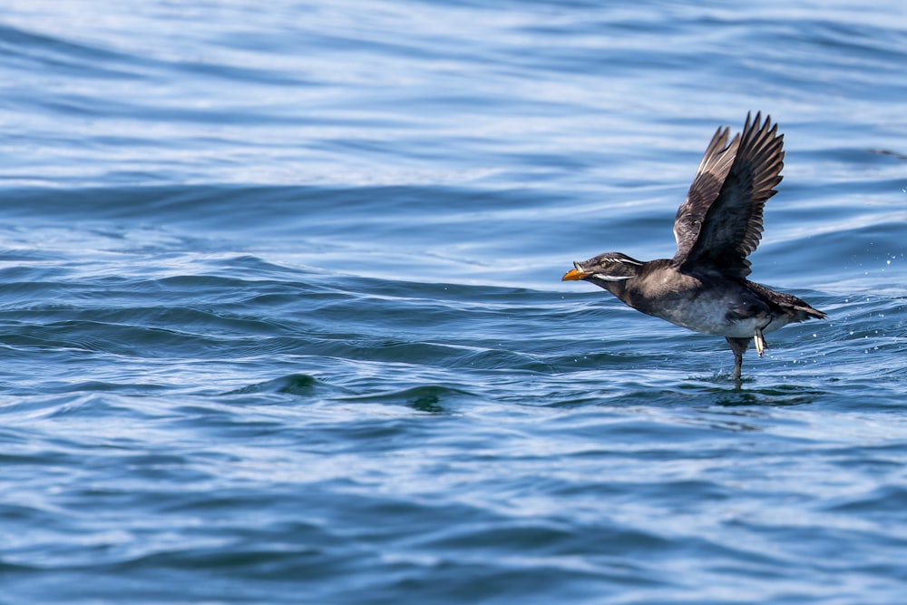 Un pájaro volando sobre un cuerpo de agua