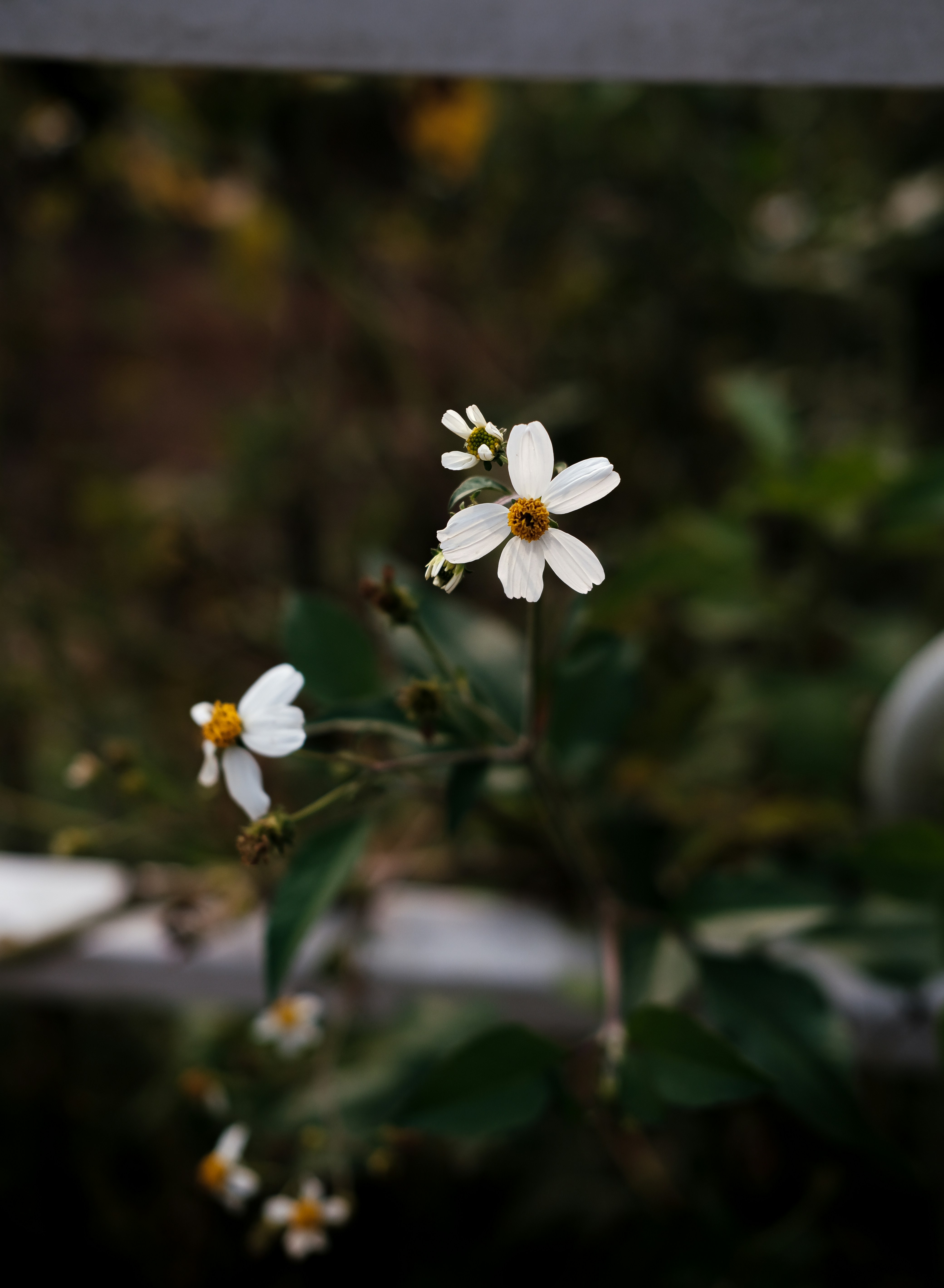 Photo by nganduong93