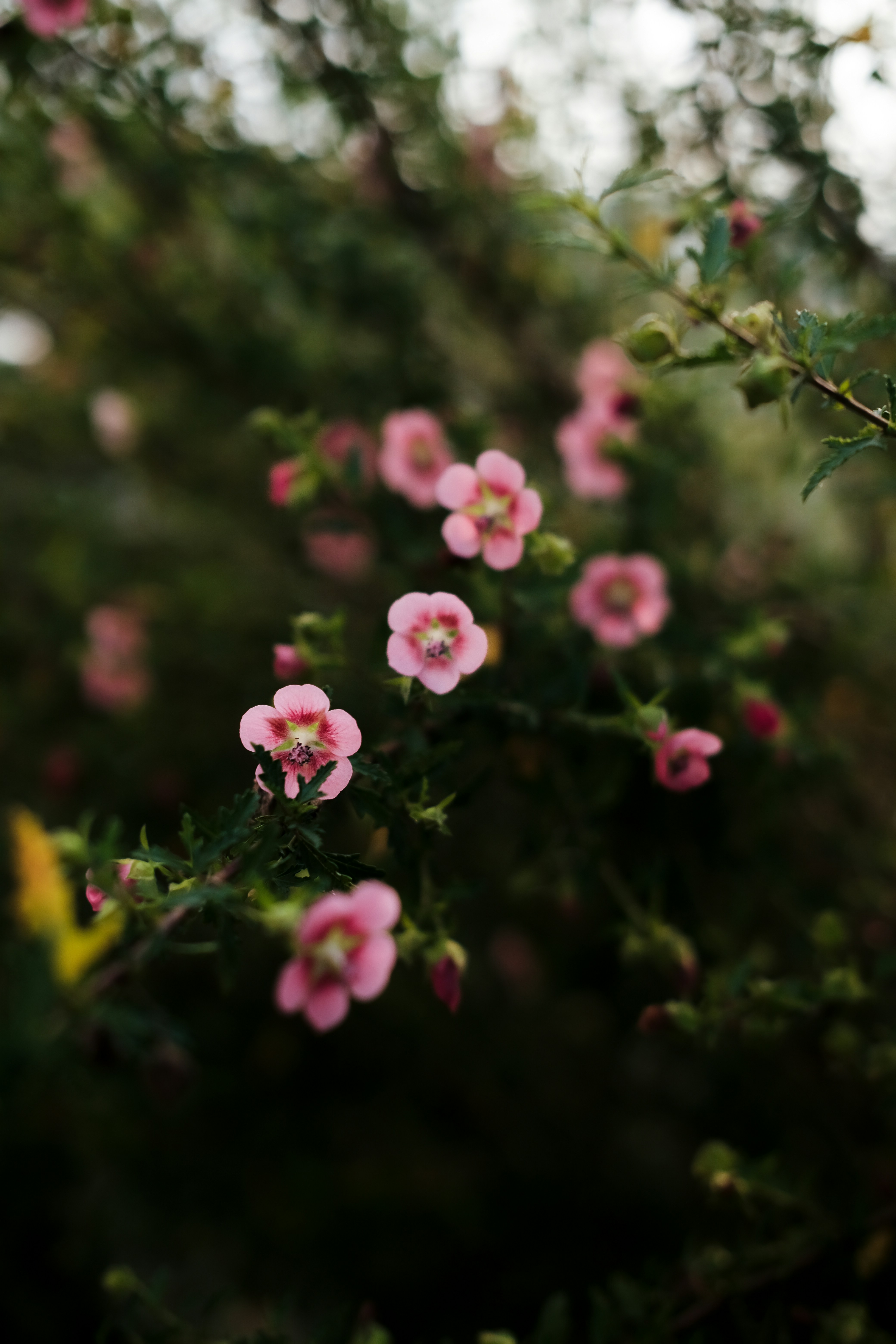 Photo by nganduong93