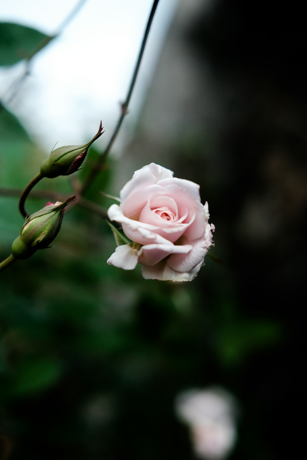 uma rosa rosa está florescendo em um galho de árvore