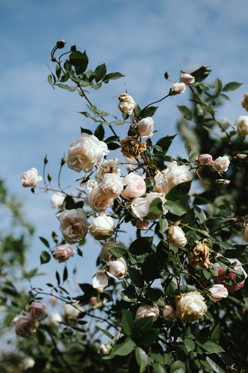 a bunch of flowers that are on a tree