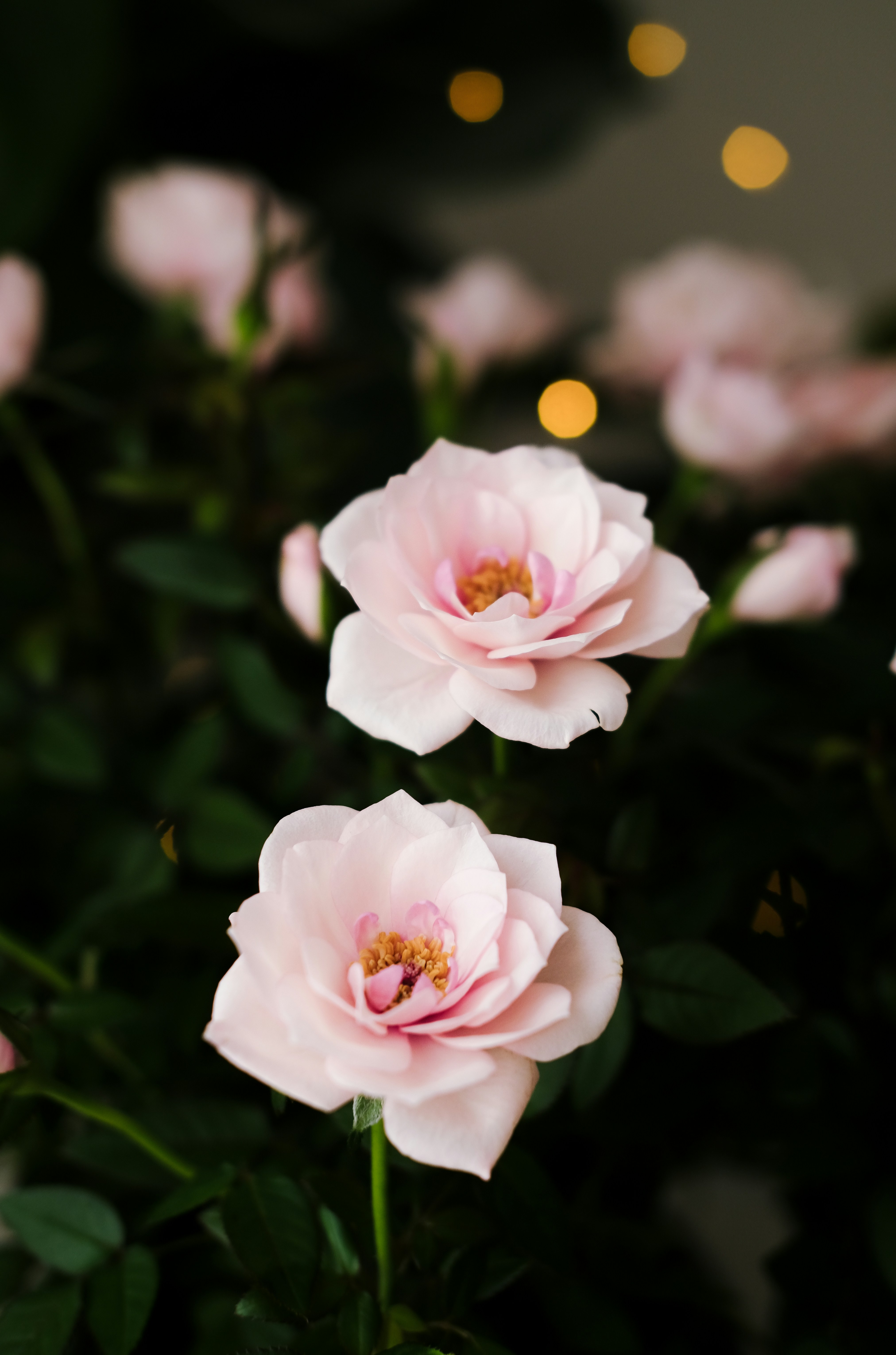 Photo by nganduong93