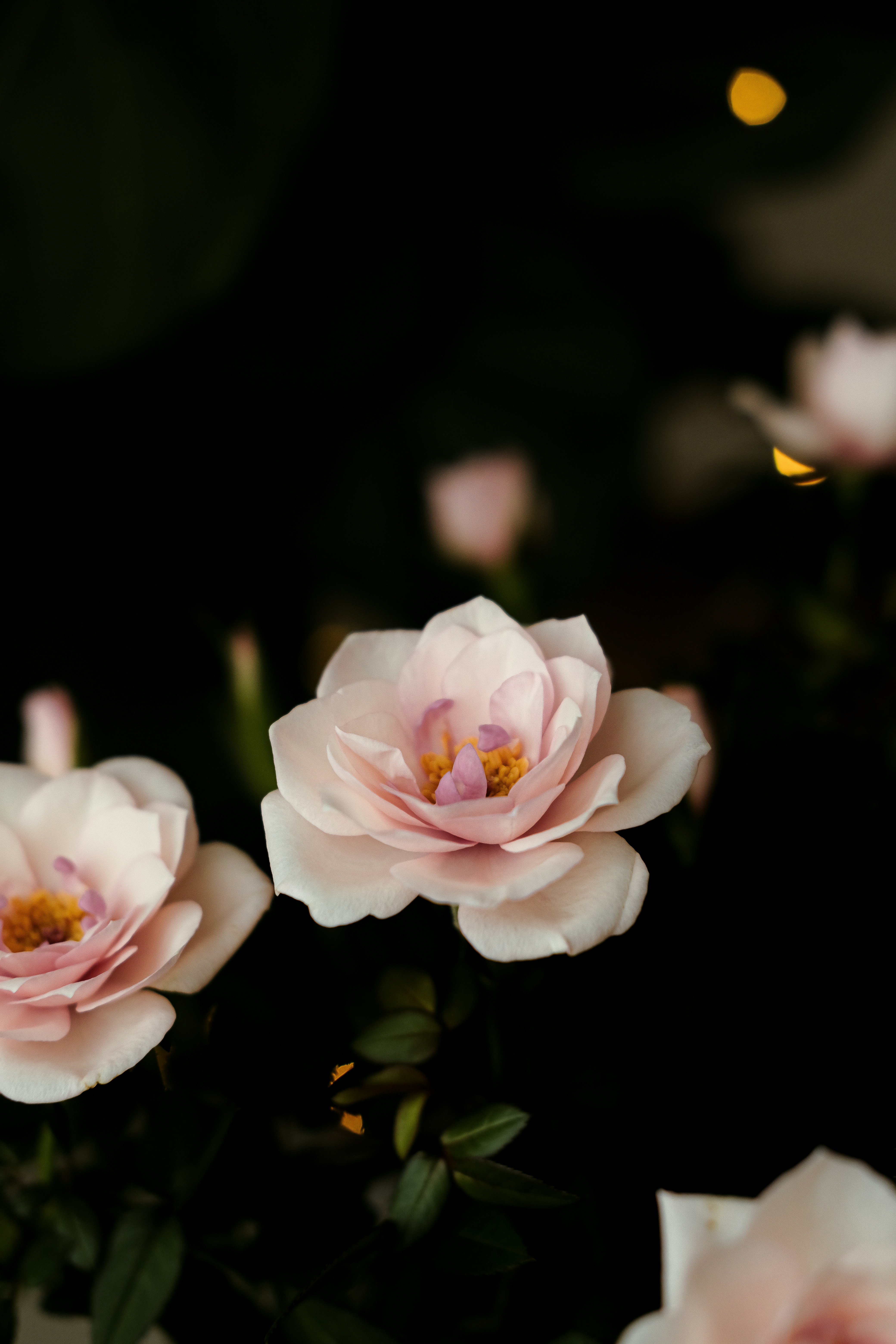 Photo by nganduong93