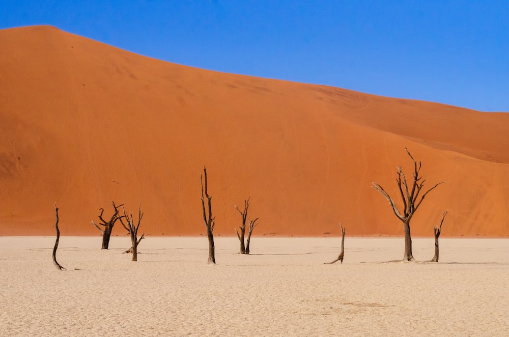 a group of dead trees standing in the middle of a desert