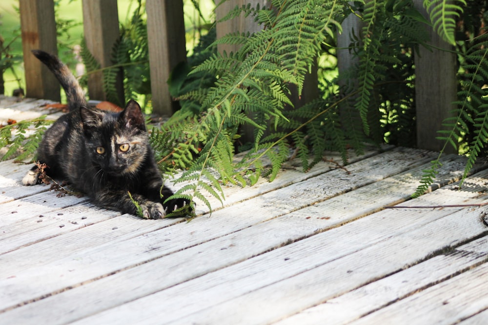 a black cat sitting on a wooden deck