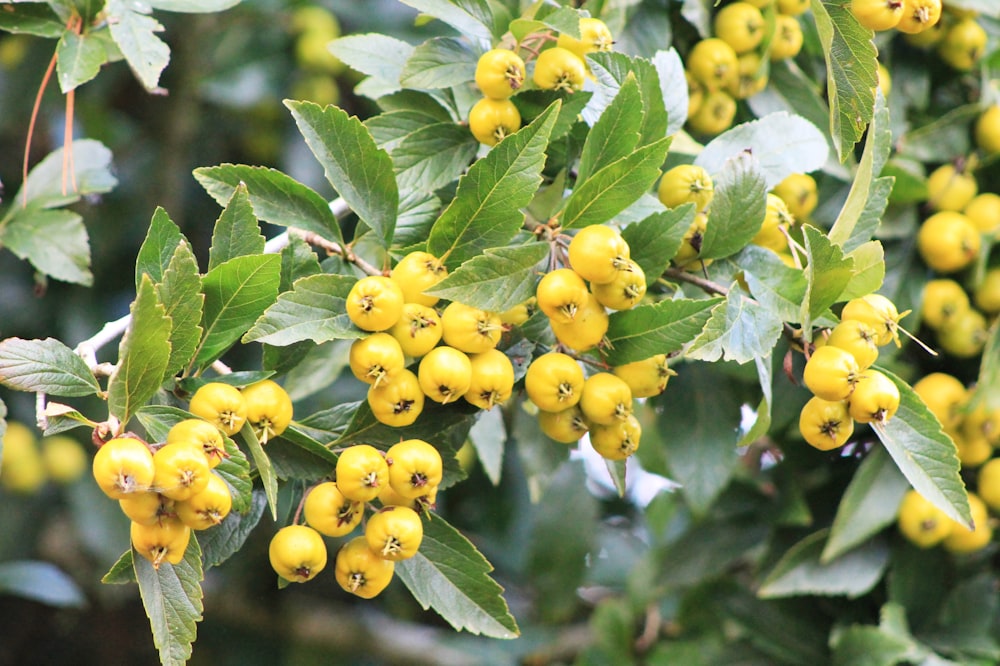 a bunch of yellow berries hanging from a tree