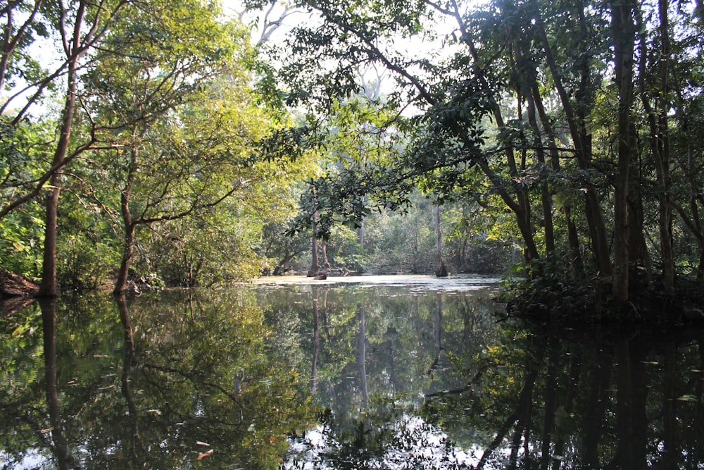 a body of water surrounded by lots of trees