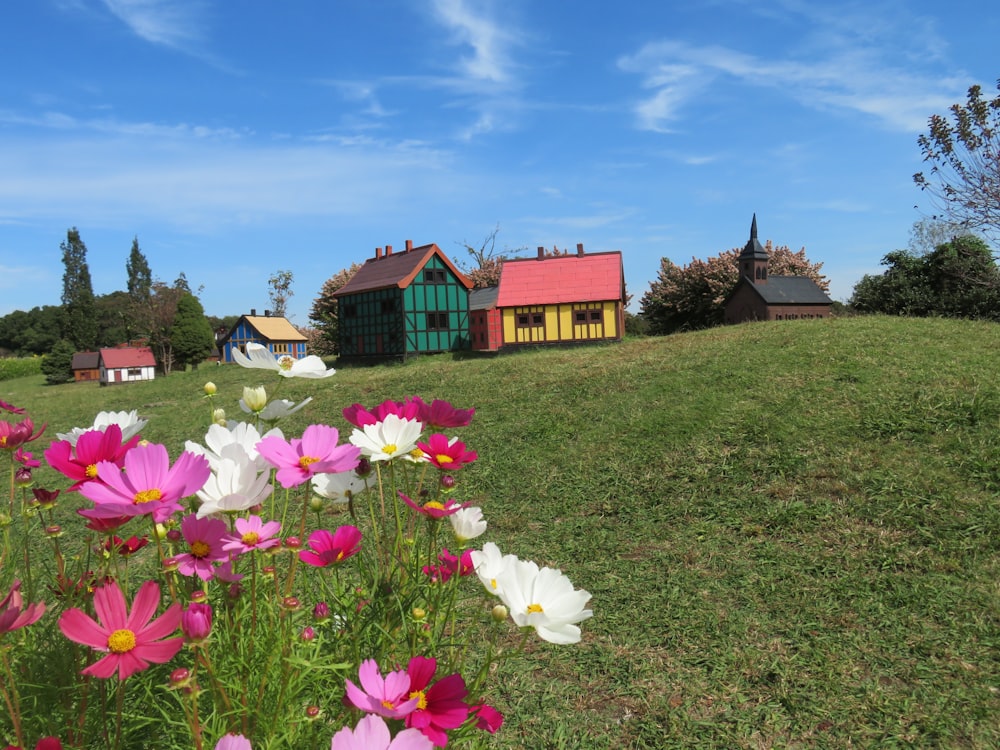 a bunch of flowers that are in the grass