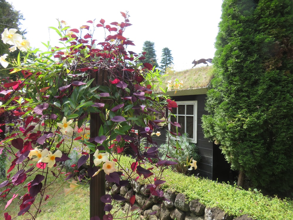 a garden with a fence and a house in the background