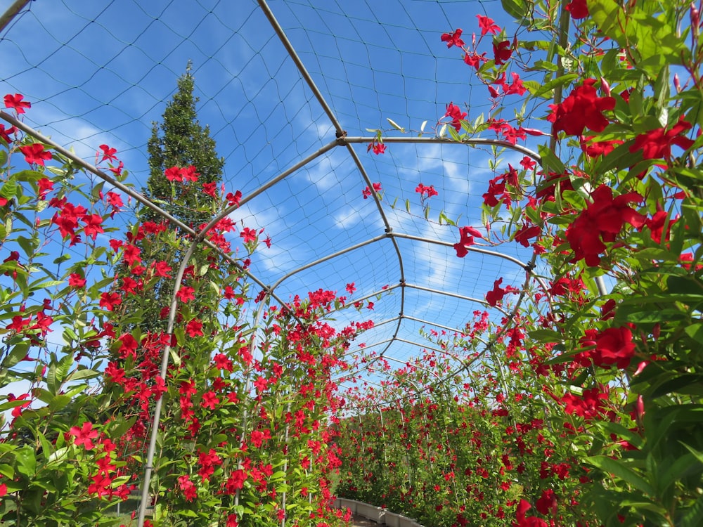 red flowers growing inside of a green house