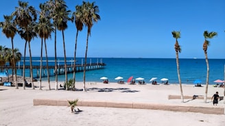 a beach with palm trees and a pier in the background