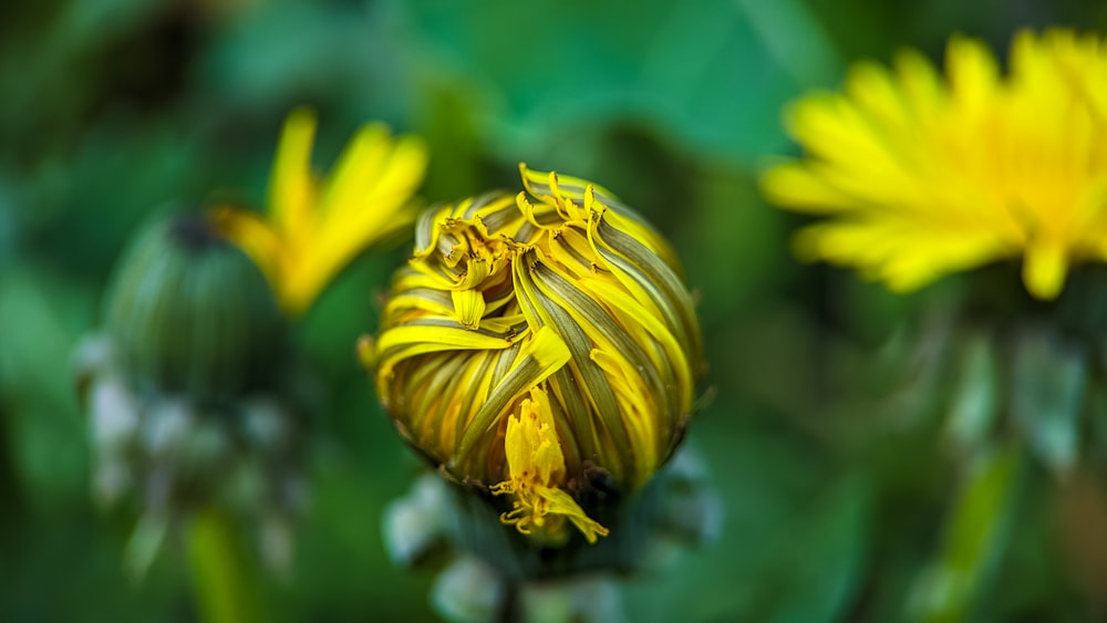 a close up of a yellow flower in a field