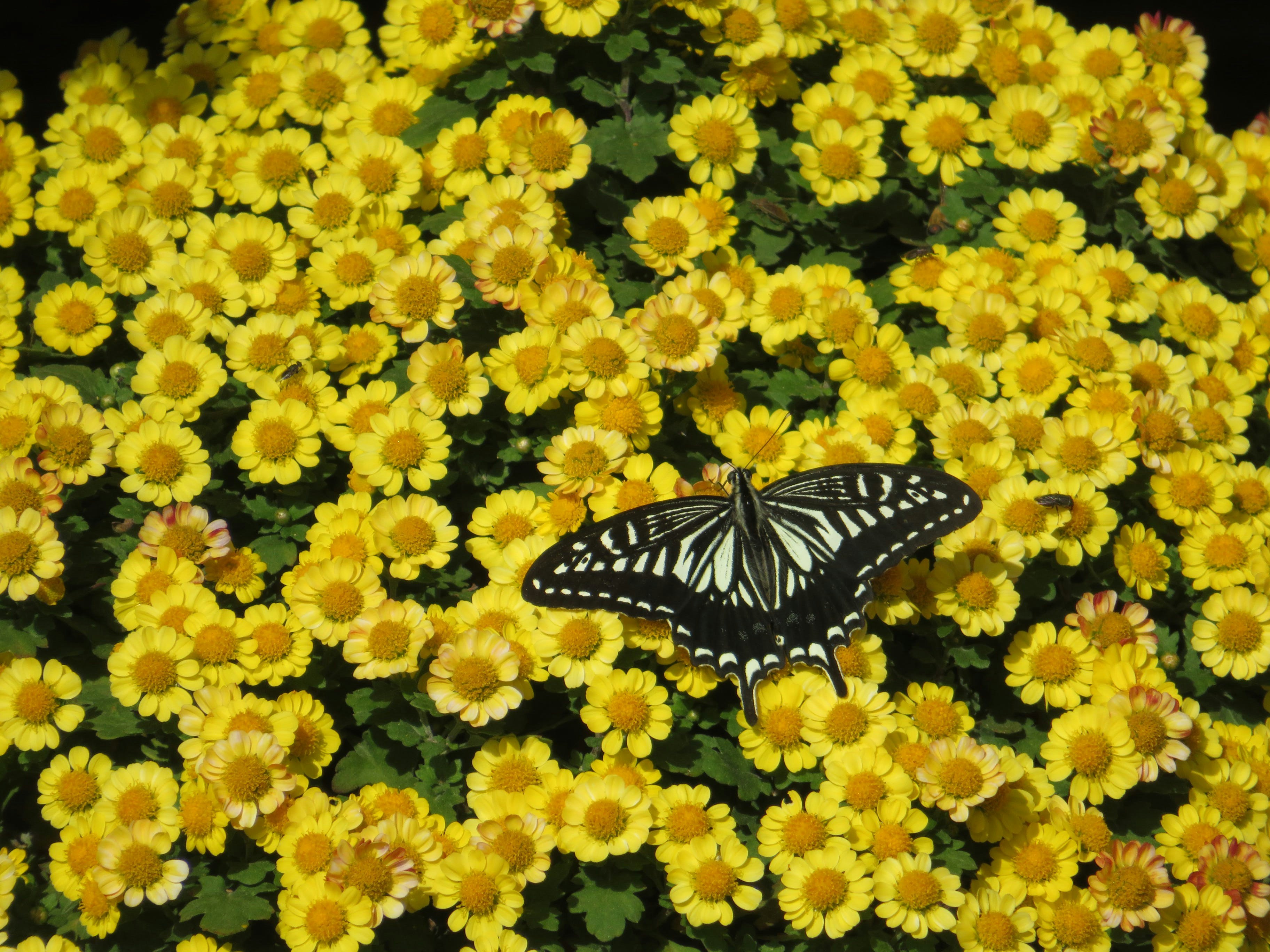 A black and white butterfly sitting on yellow flowers photo – Free ...