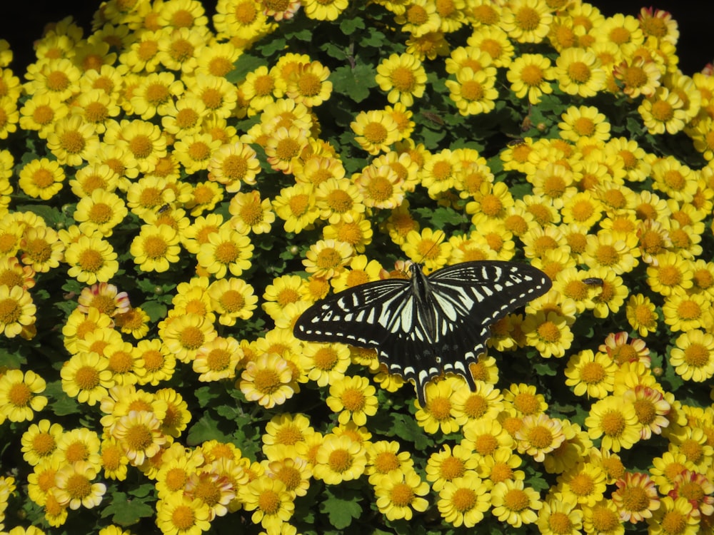 a black and white butterfly sitting on yellow flowers