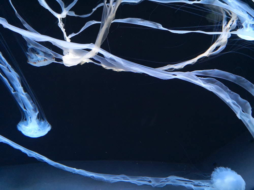 a group of jellyfish swimming in an aquarium