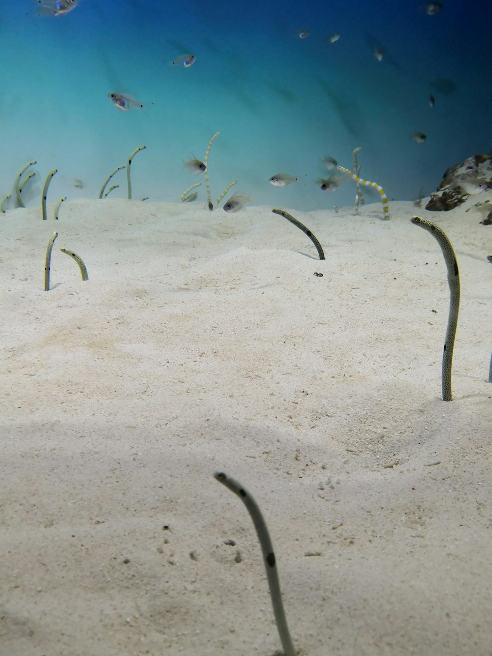 a group of fish swimming on top of a sandy beach