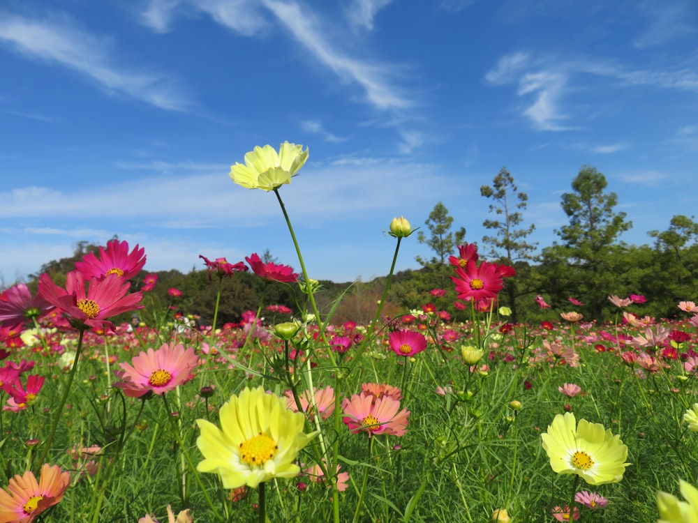 a field full of colorful flowers under a blue sky