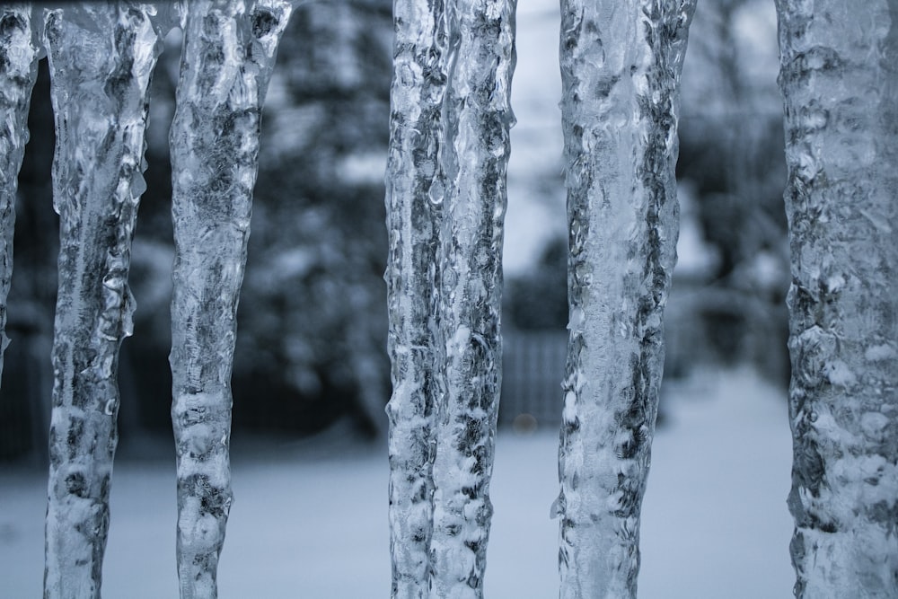 a bunch of ice covered trees in the snow