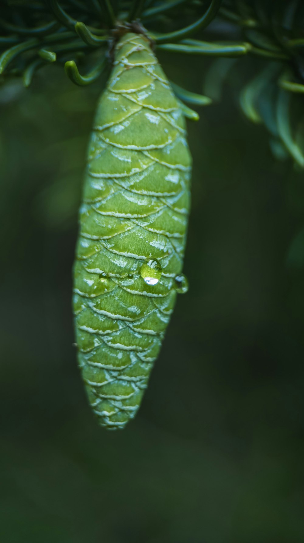 a green leaf with drops of water on it