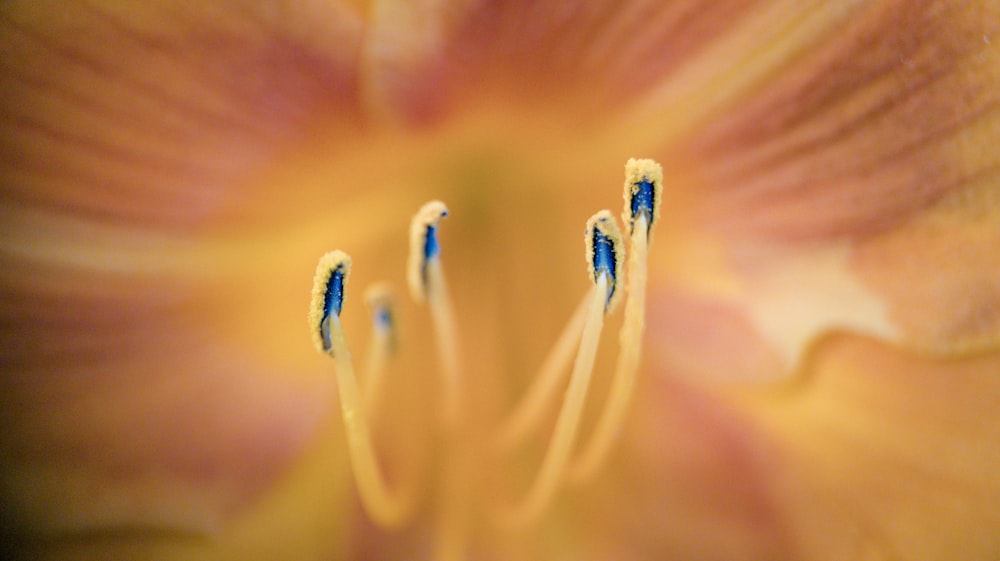 a close up of a yellow flower with blue stamen