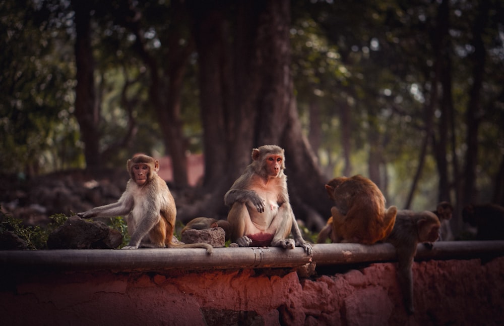 un groupe de singes assis au sommet d’un mur de ciment