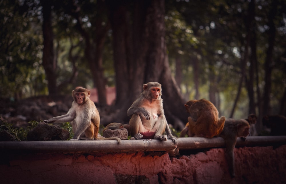 a group of monkeys sitting on top of a cement wall