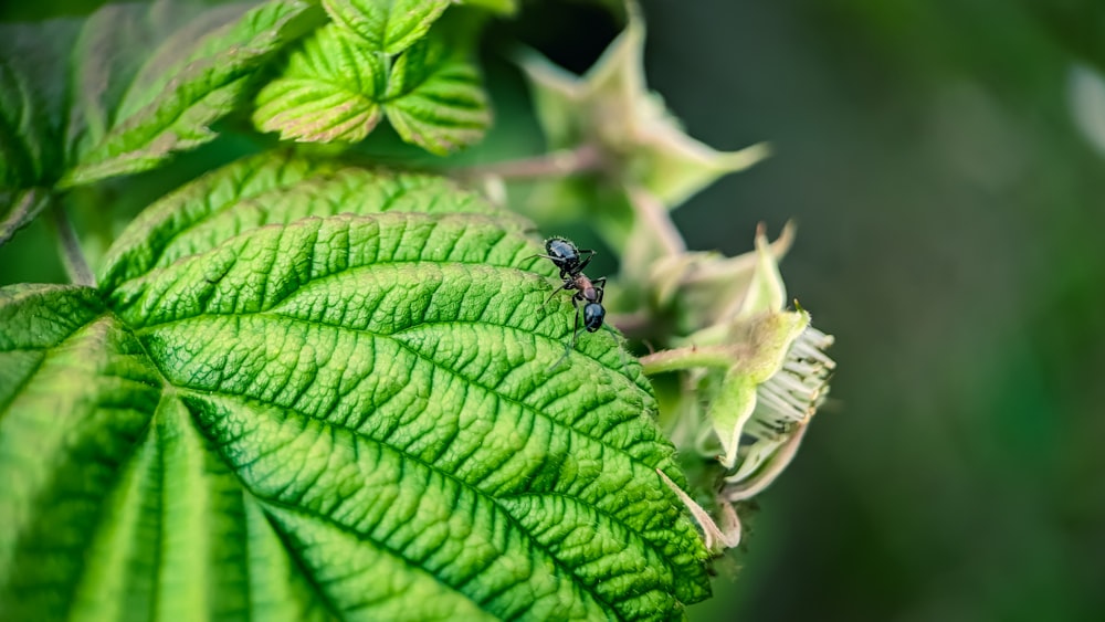 a bug is sitting on a green leaf