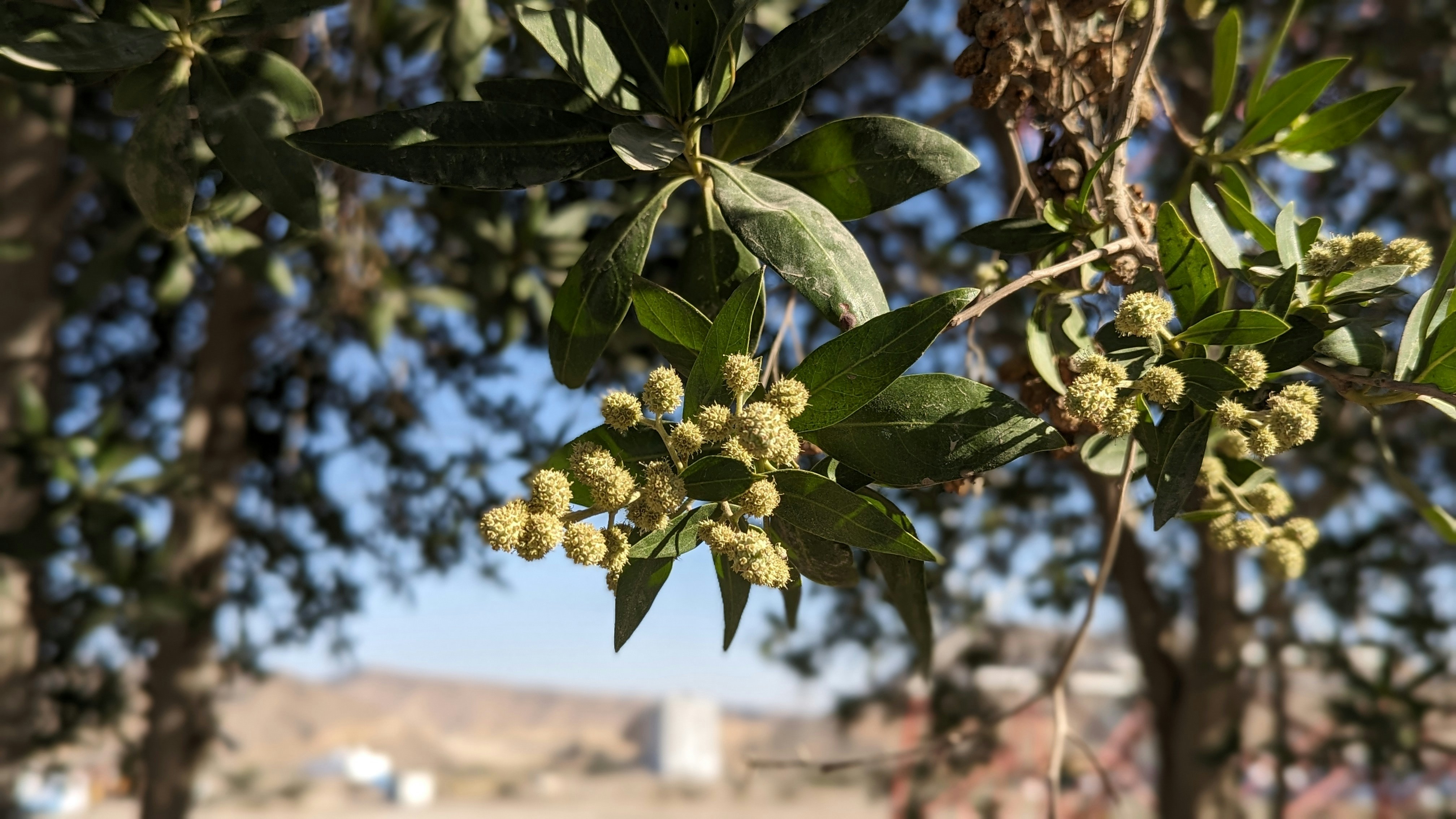 um close up de uma árvore com folhas verdes