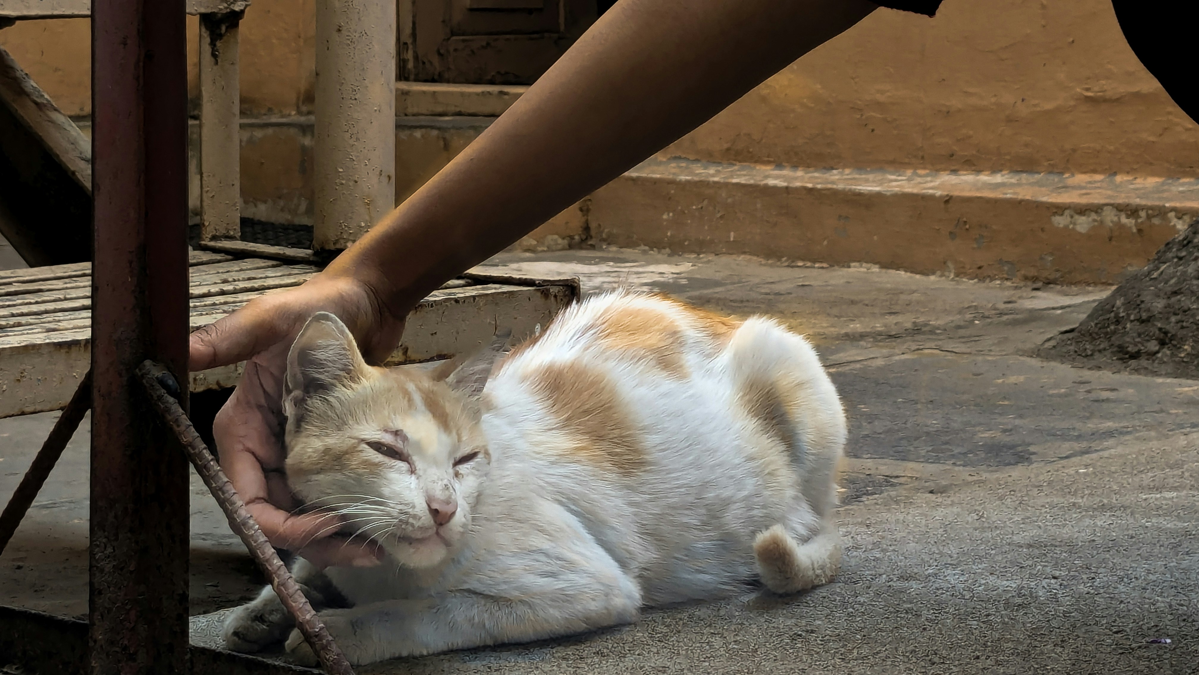 A white and orange cat laying on the ground photo – Free Cat Image on ...