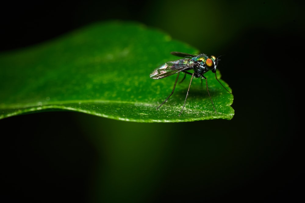 a fly sitting on top of a green leaf