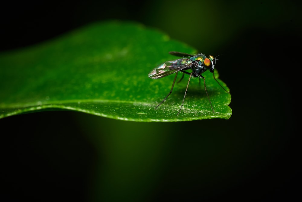 eine Fliege, die auf einem grünen Blatt sitzt