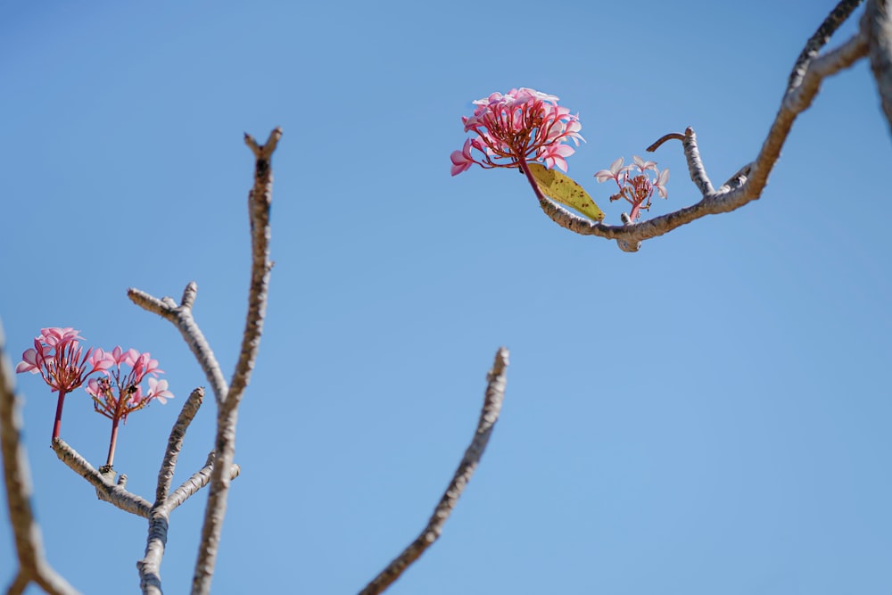 a tree branch with pink flowers against a blue sky