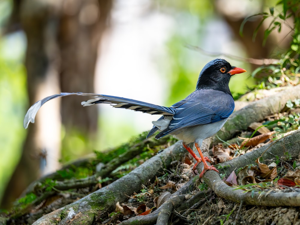 a blue bird standing on top of a tree branch