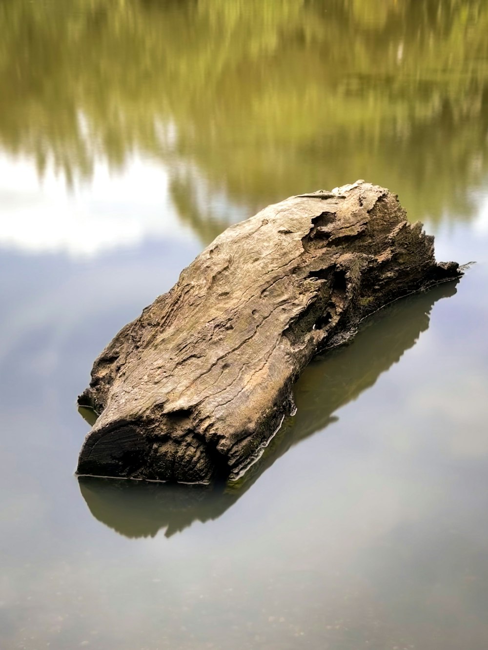 un grande pezzo di legno che galleggia sopra uno specchio d'acqua