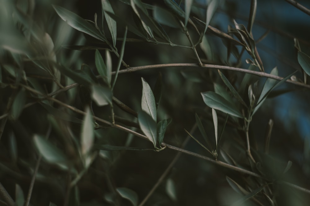 a close up of a tree branch with leaves