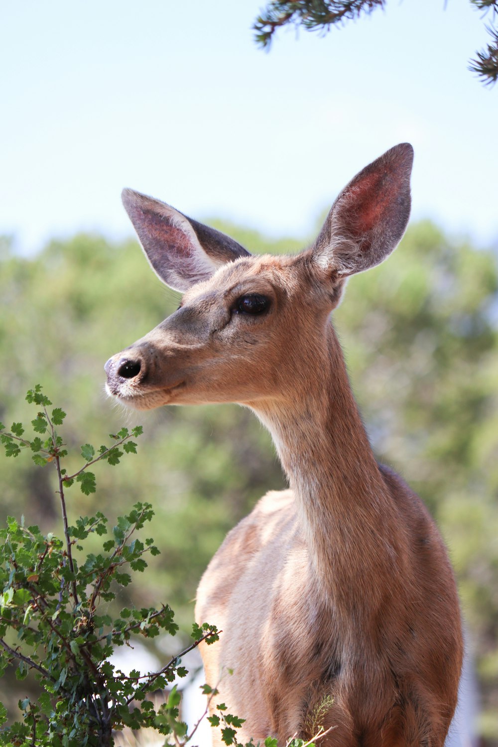 a deer standing next to a tree filled forest