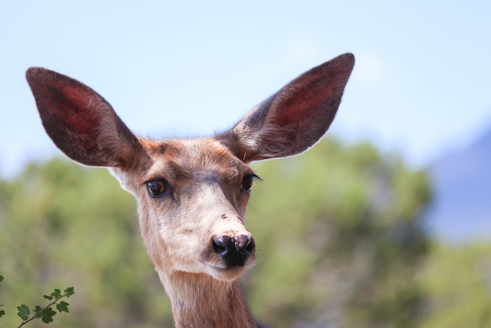 a close up of a deer with trees in the background