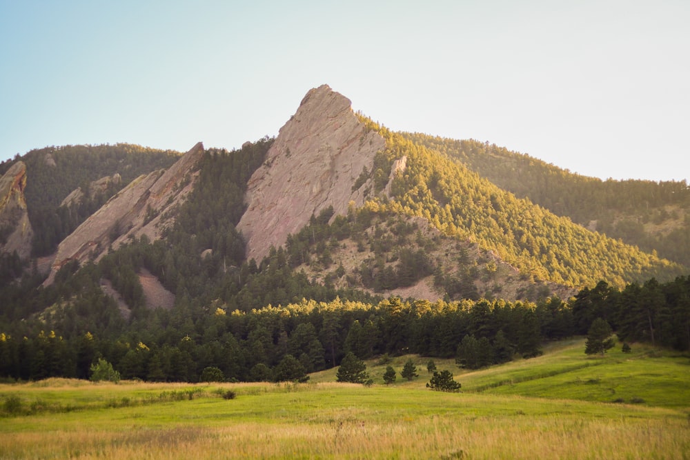 a grassy field with a mountain in the background