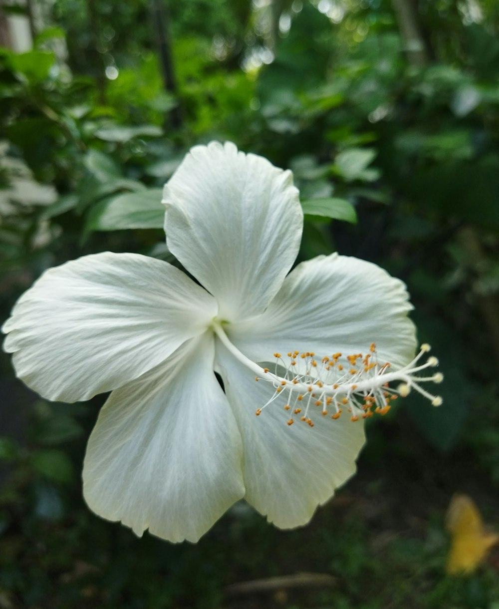 a white flower with yellow stamens in a garden