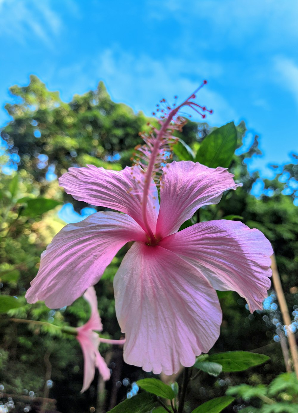 a pink flower with a blue sky in the background