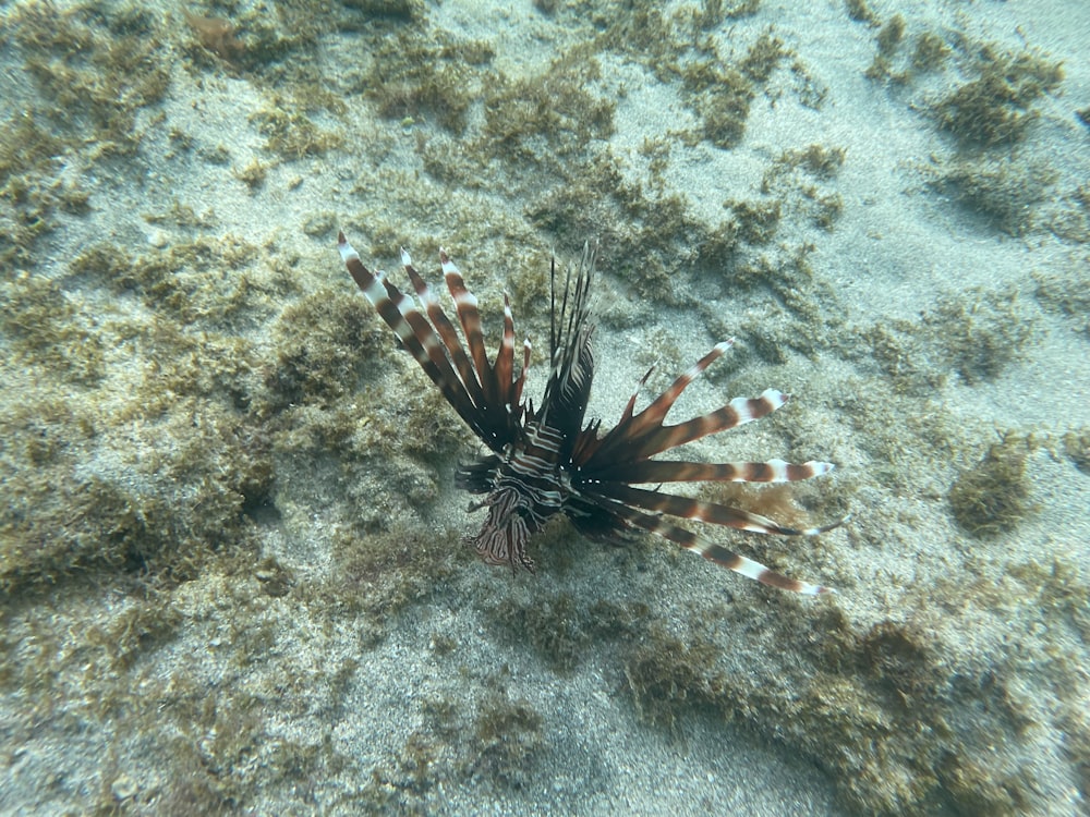 a close up of a fish on a sandy surface