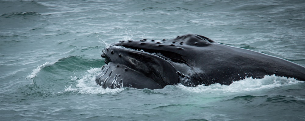 uma baleia jubarte está nadando no oceano