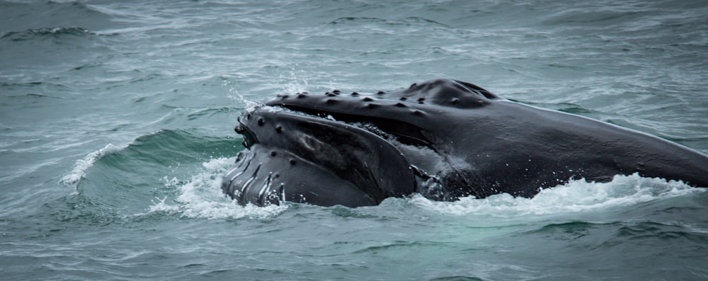 a humpback whale is swimming in the ocean