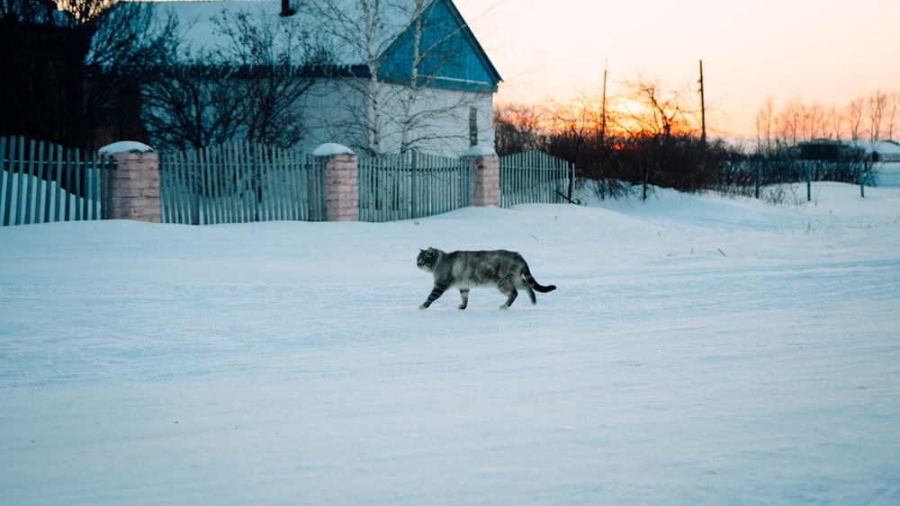 um cachorro correndo na neve em frente a uma casa