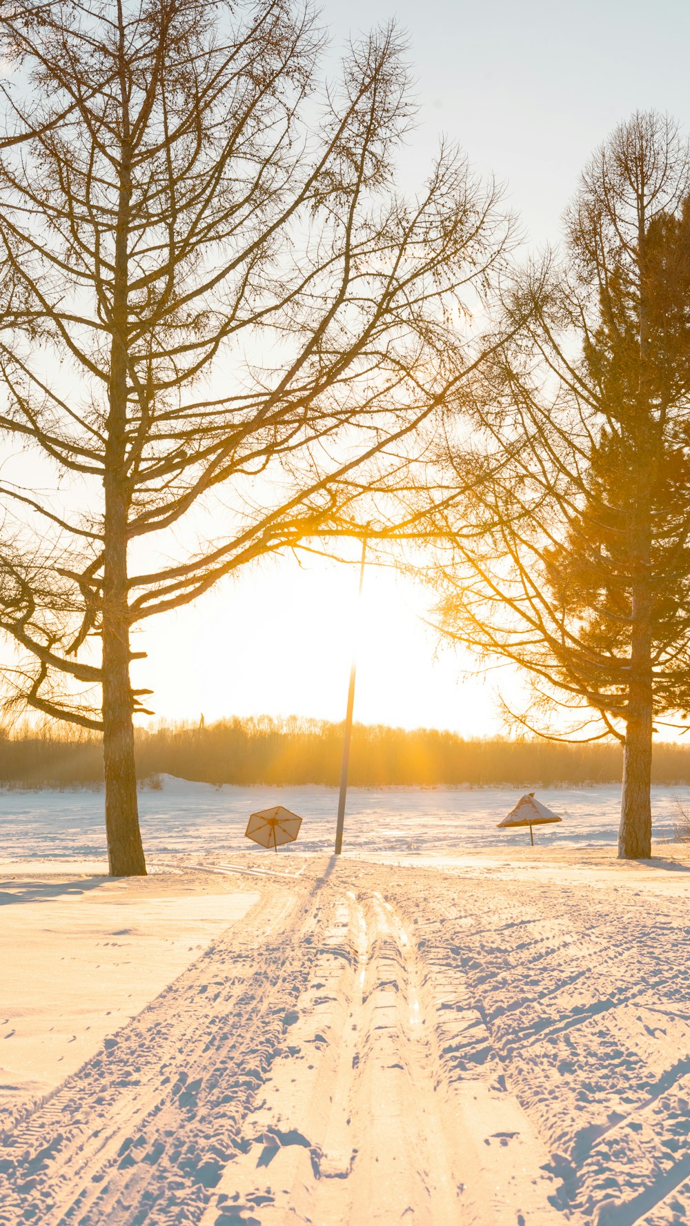 the sun is shining through the trees in the snow