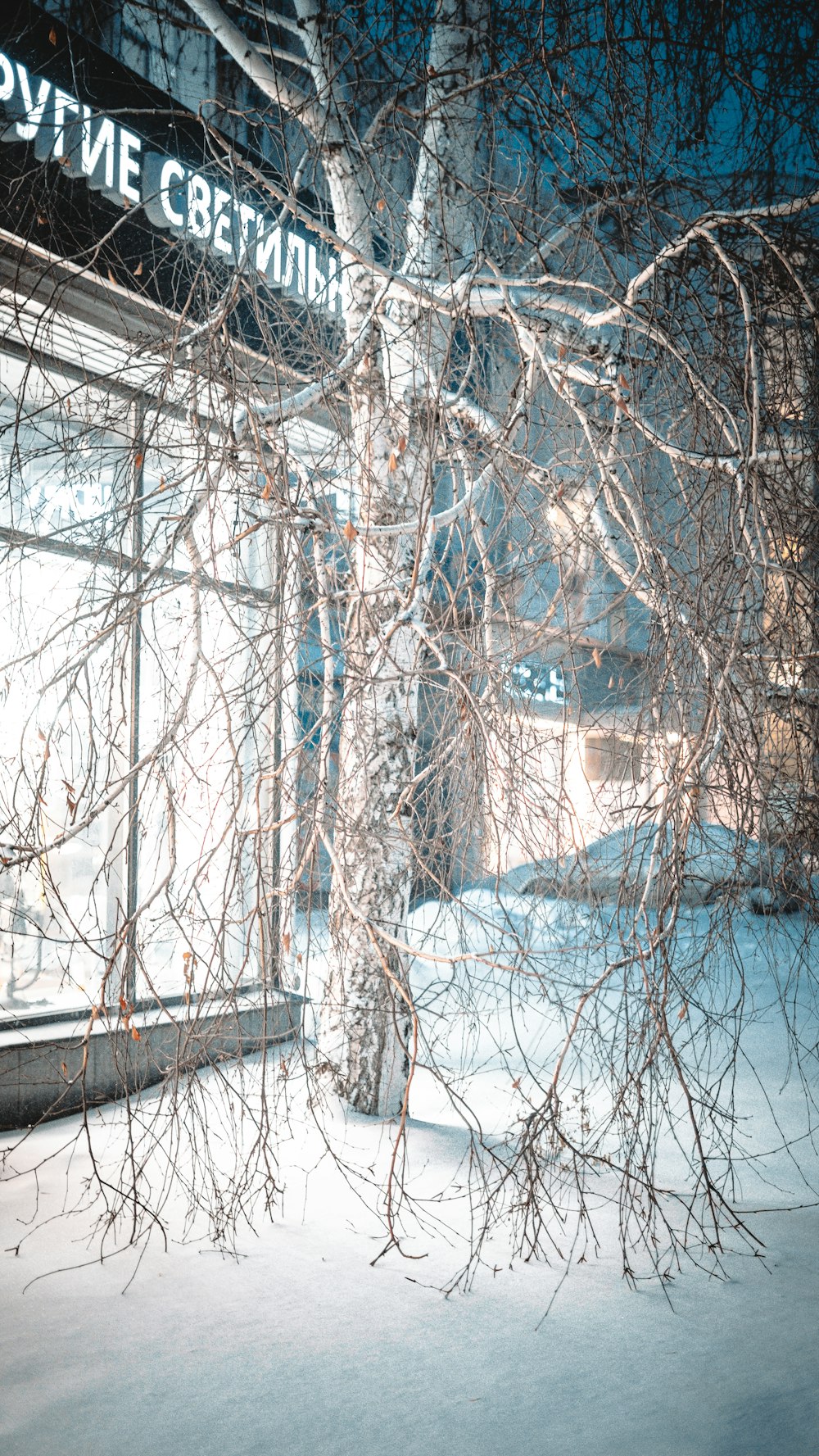 a snow covered tree in front of a building