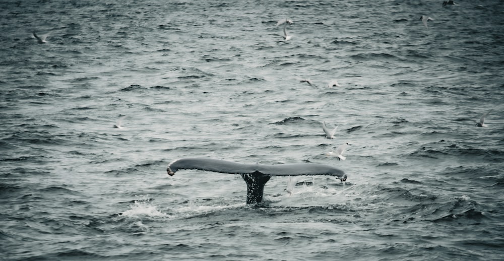 a whale tail sticking out of the water