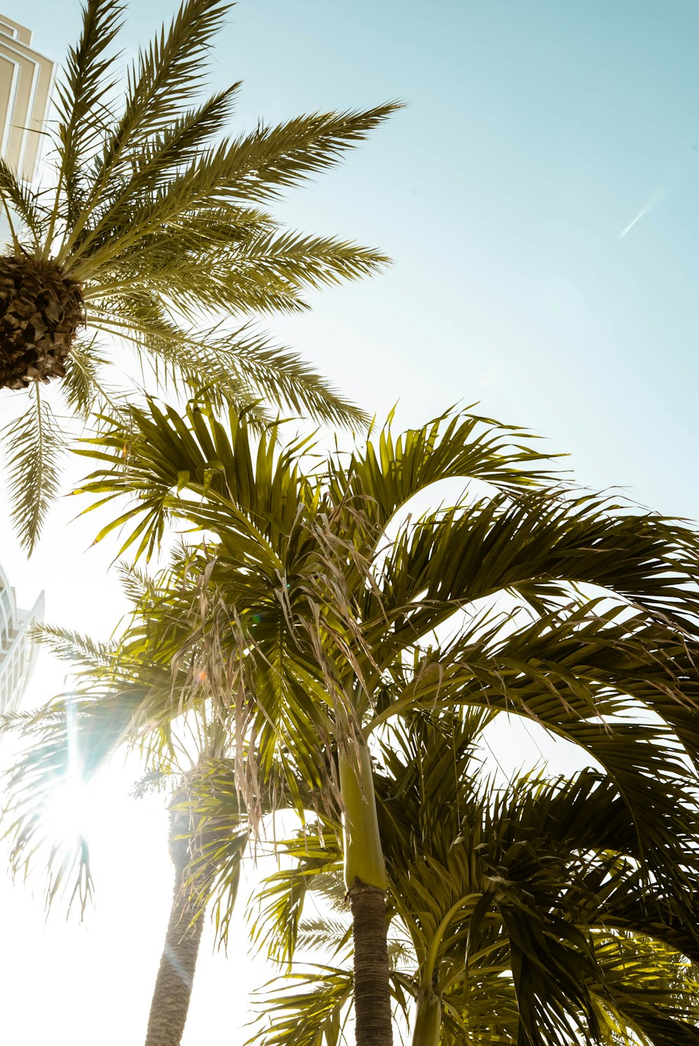 a palm tree with a building in the background