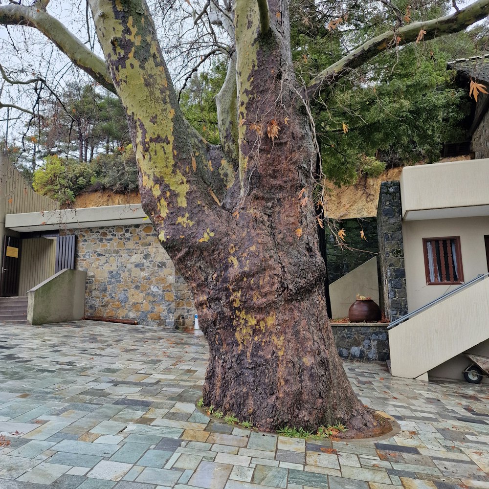 a large tree sitting next to a building