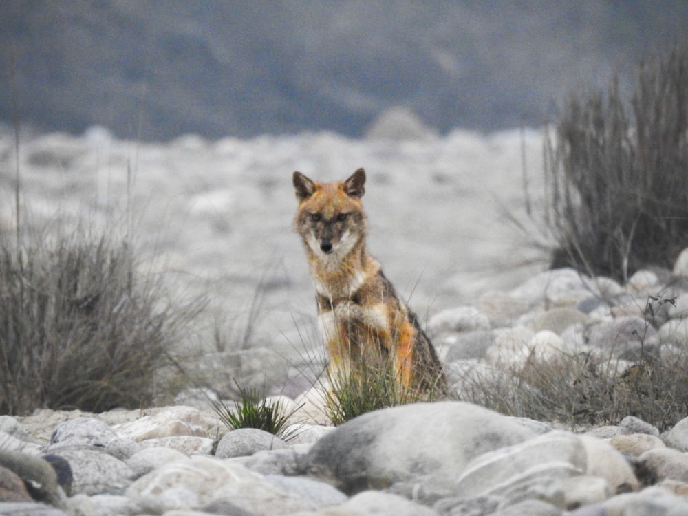 a fox sitting on top of a pile of rocks